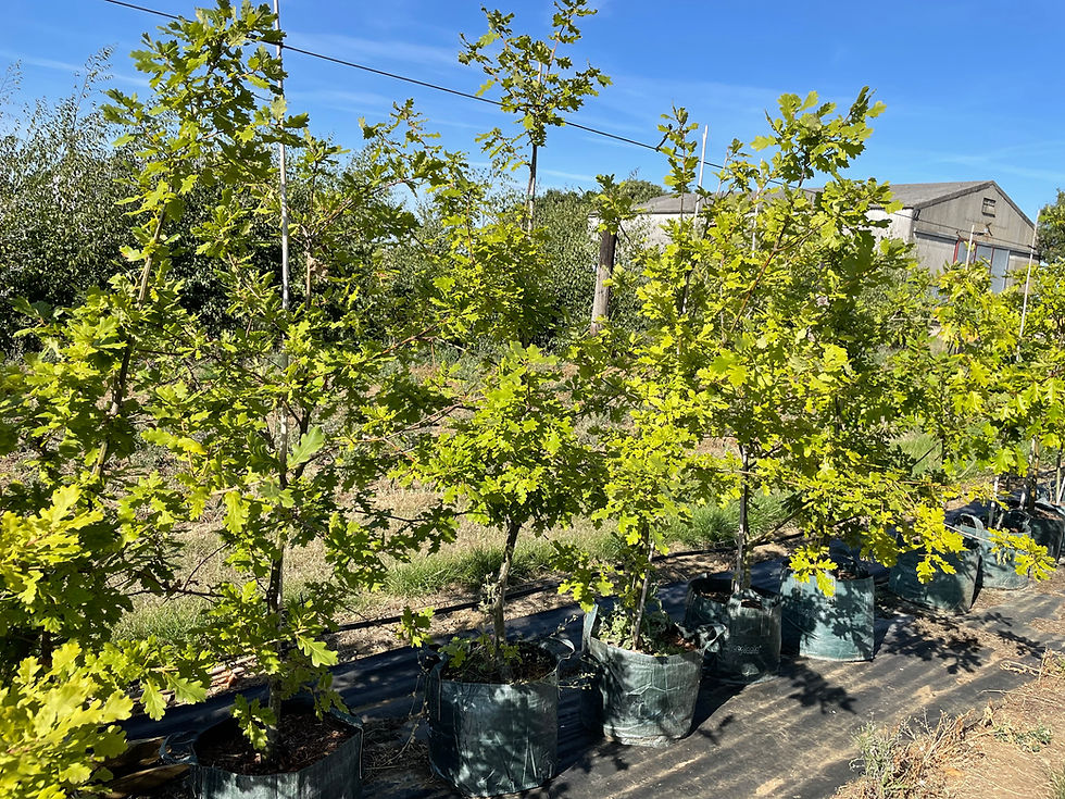 Thumbnail: Quercus robar - English Oak