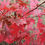 Thumbnail: Quercus Rubra - Red Oak