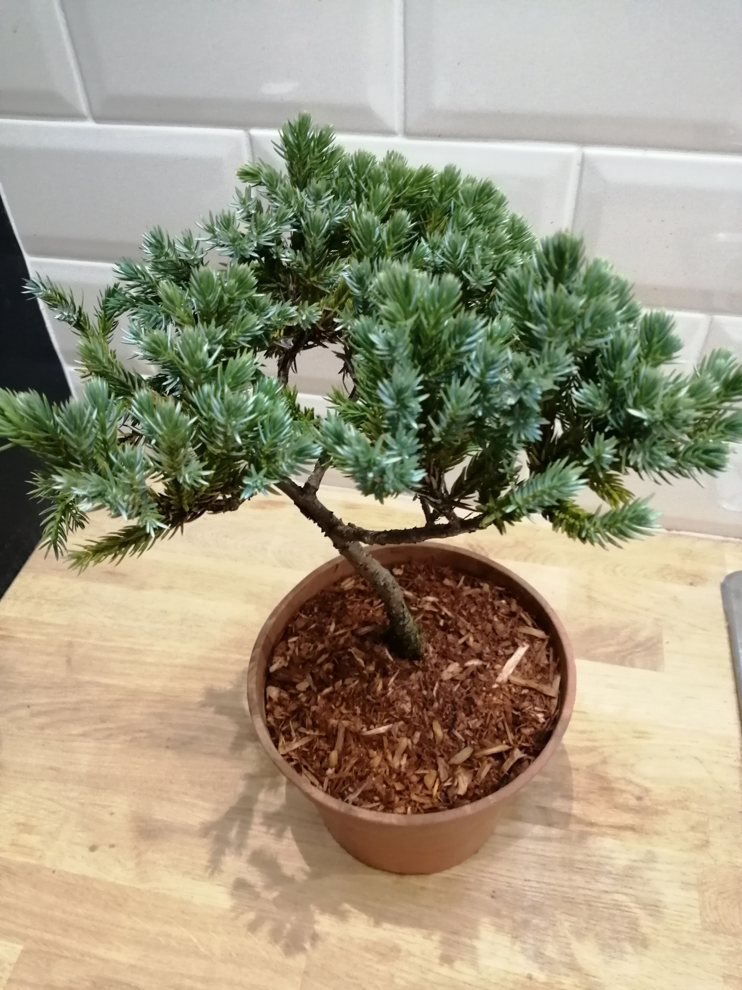 Juniperus squamata - Bonsai Juniper 'Blue Star'