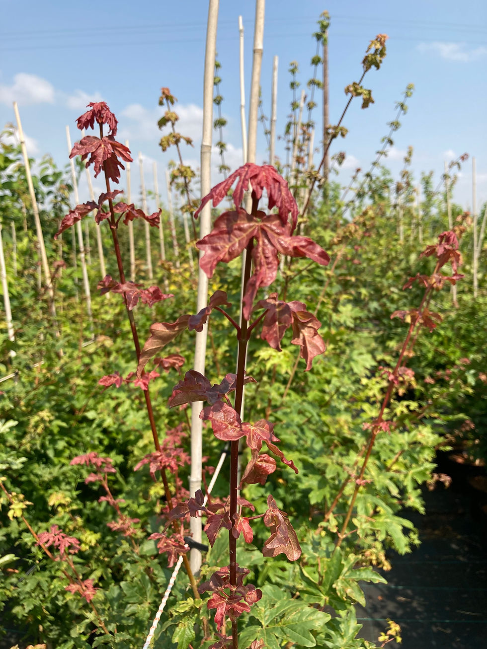 Thumbnail: Acer campestre - Field Maple