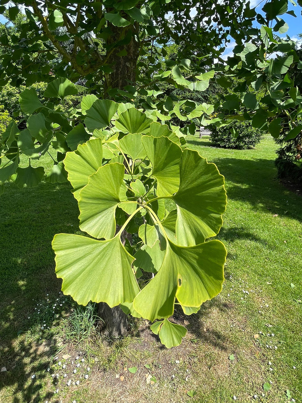 Ginkgo biloba -  Maidenhair Tree/Japanese Walnut