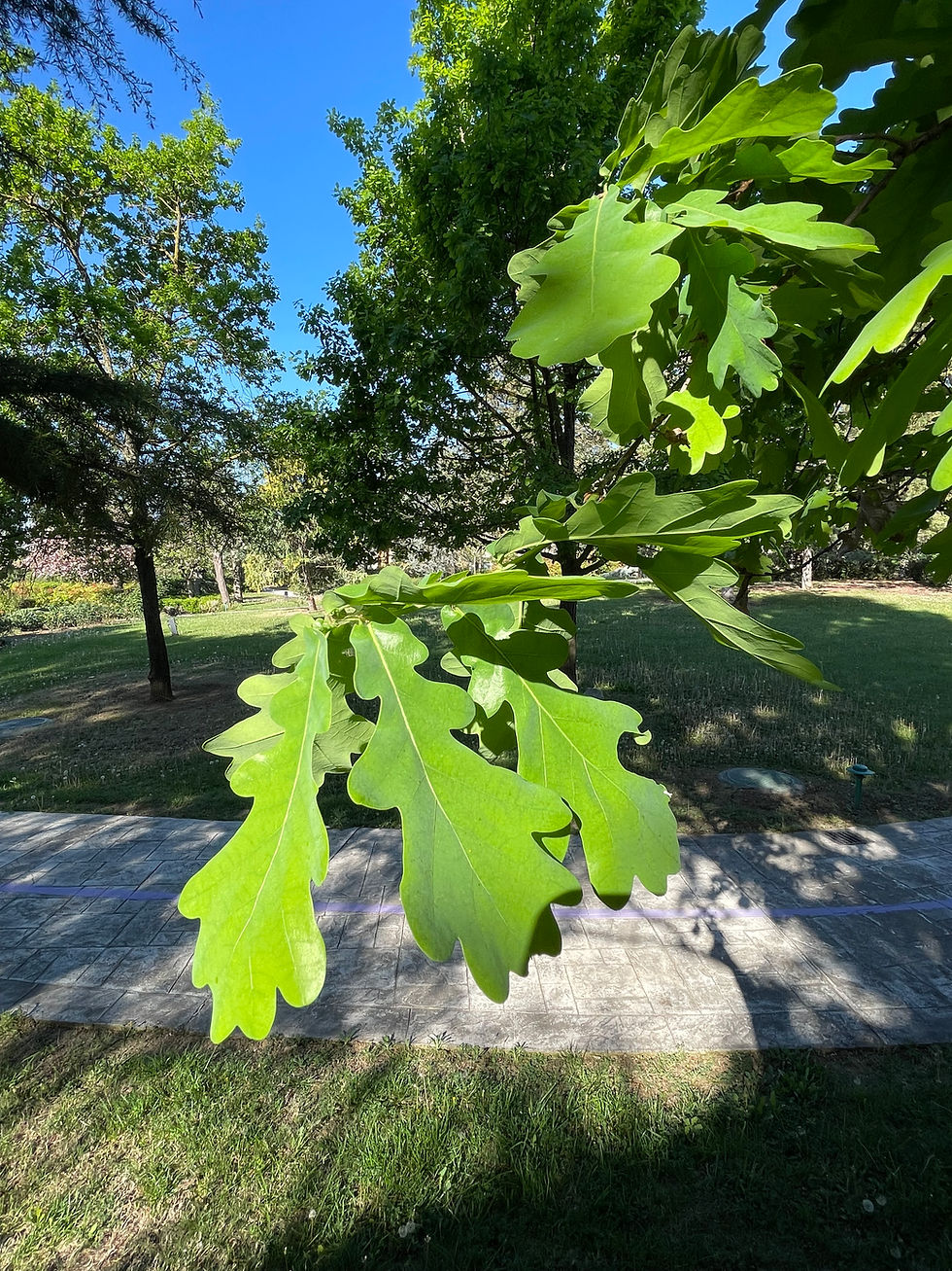 Thumbnail: Quercus robar - English Oak