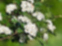 Common-hawthorn-flower-plant-fruits-Eura