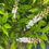 Thumbnail: Portuguese Laurel - Prunus lusitanica