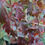 Thumbnail: Acer tartaricum ginnala - Amur Maple