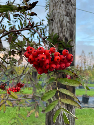 Sorbus aucuparia Rowan Treescape Nursery