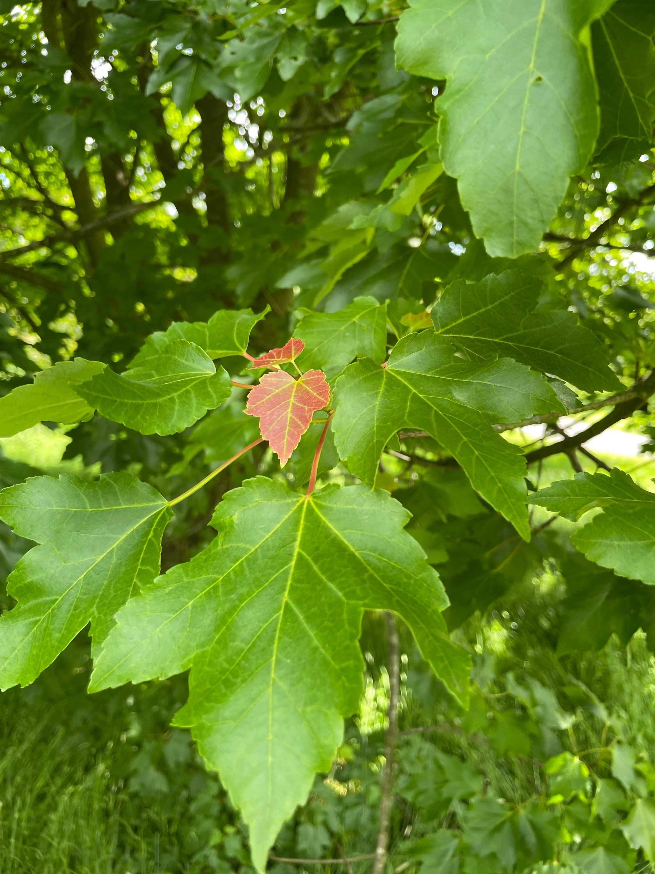 Acer rubrum - Red Maple