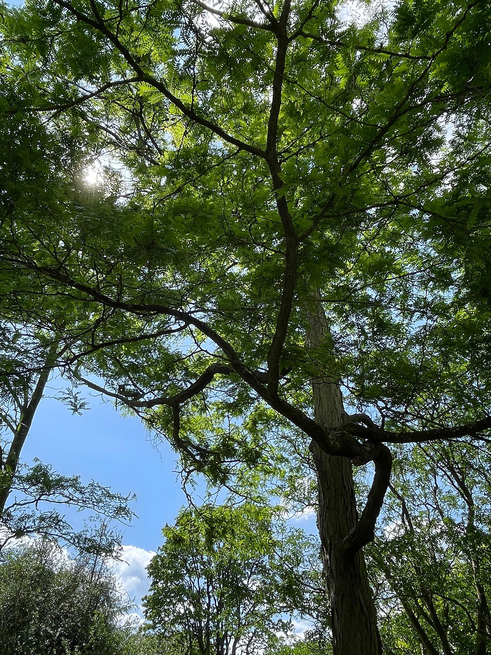 Thumbnail: Robina pseudoacacia - Black Locust