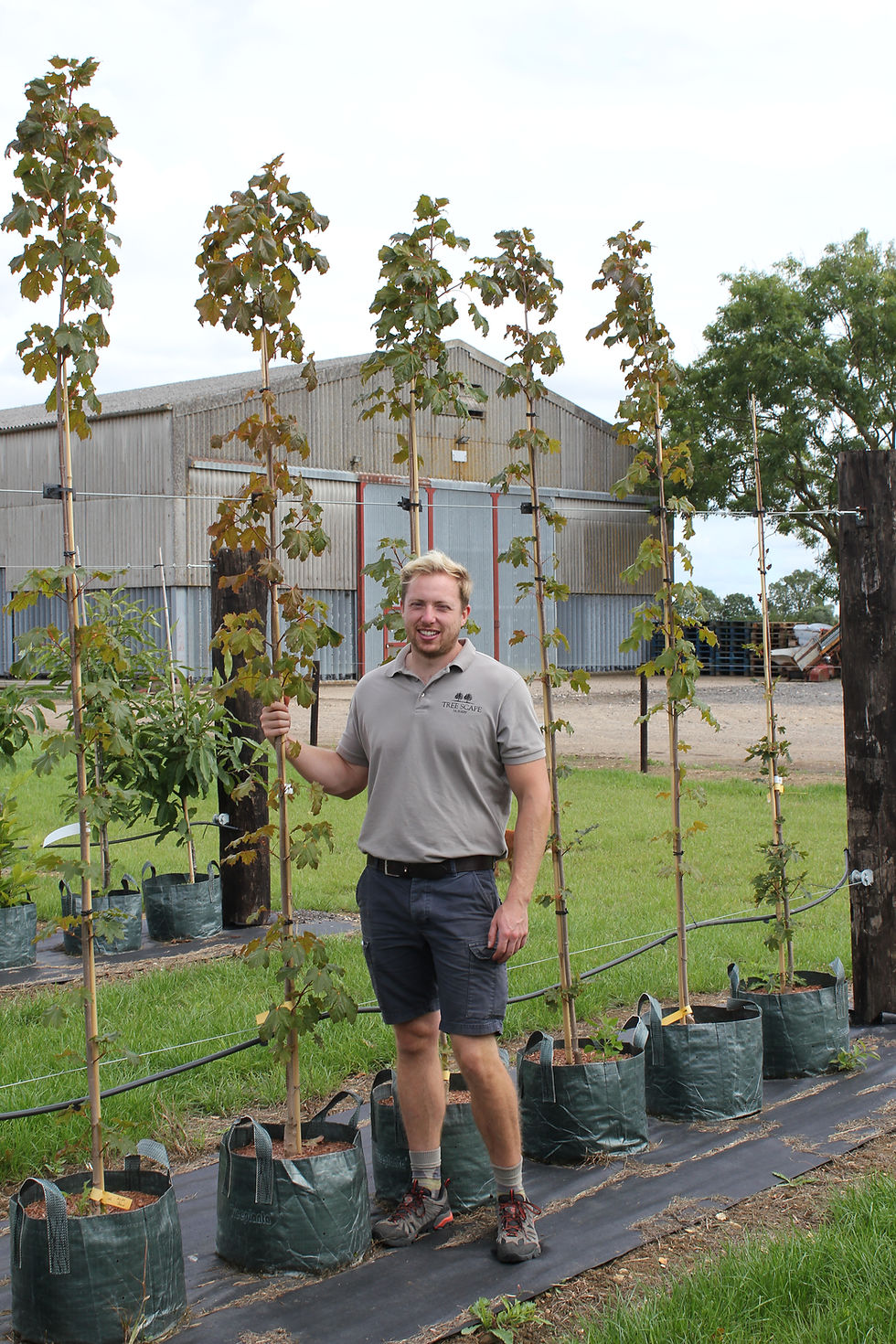 Acer platanoids 'Deborah' - Red Norway Maple