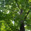 Thumbnail: Acer platanoides - Norway Maple
