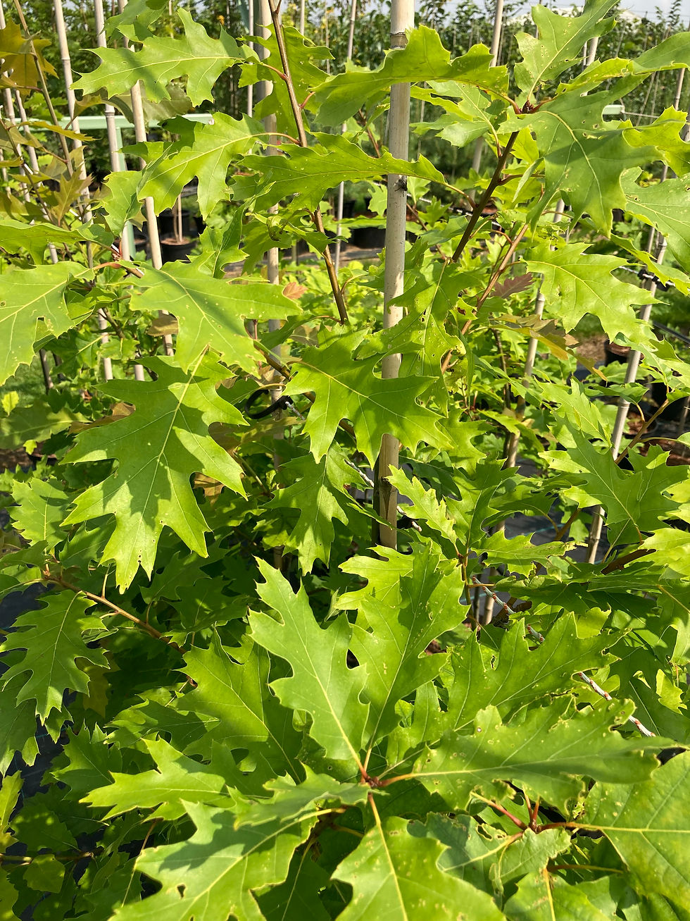 Thumbnail: Quercus Rubra - Red Oak