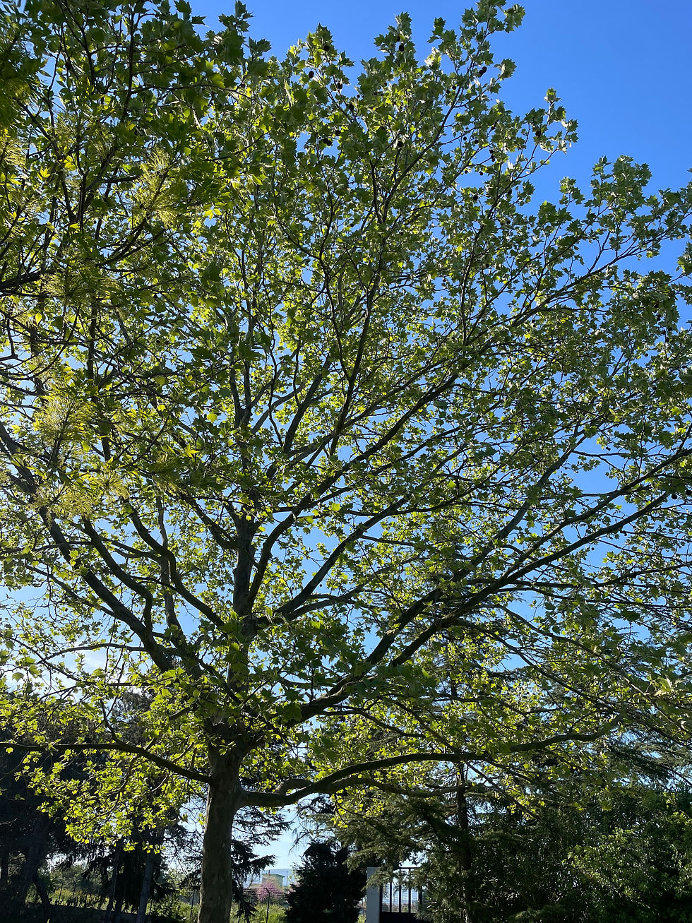 Thumbnail: Platanus acerifolia - London Plane