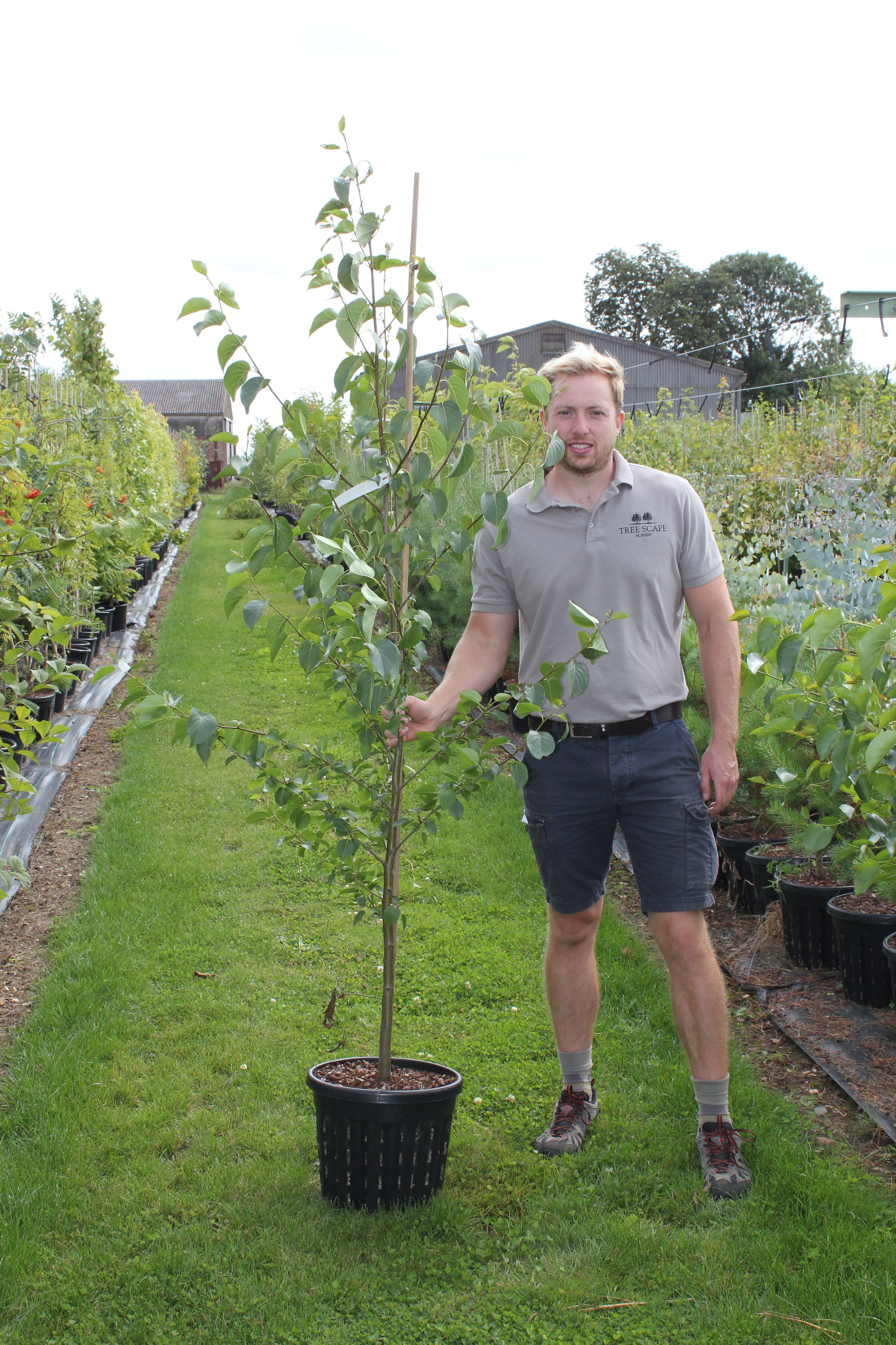 Alnus cordata - Italian Alder