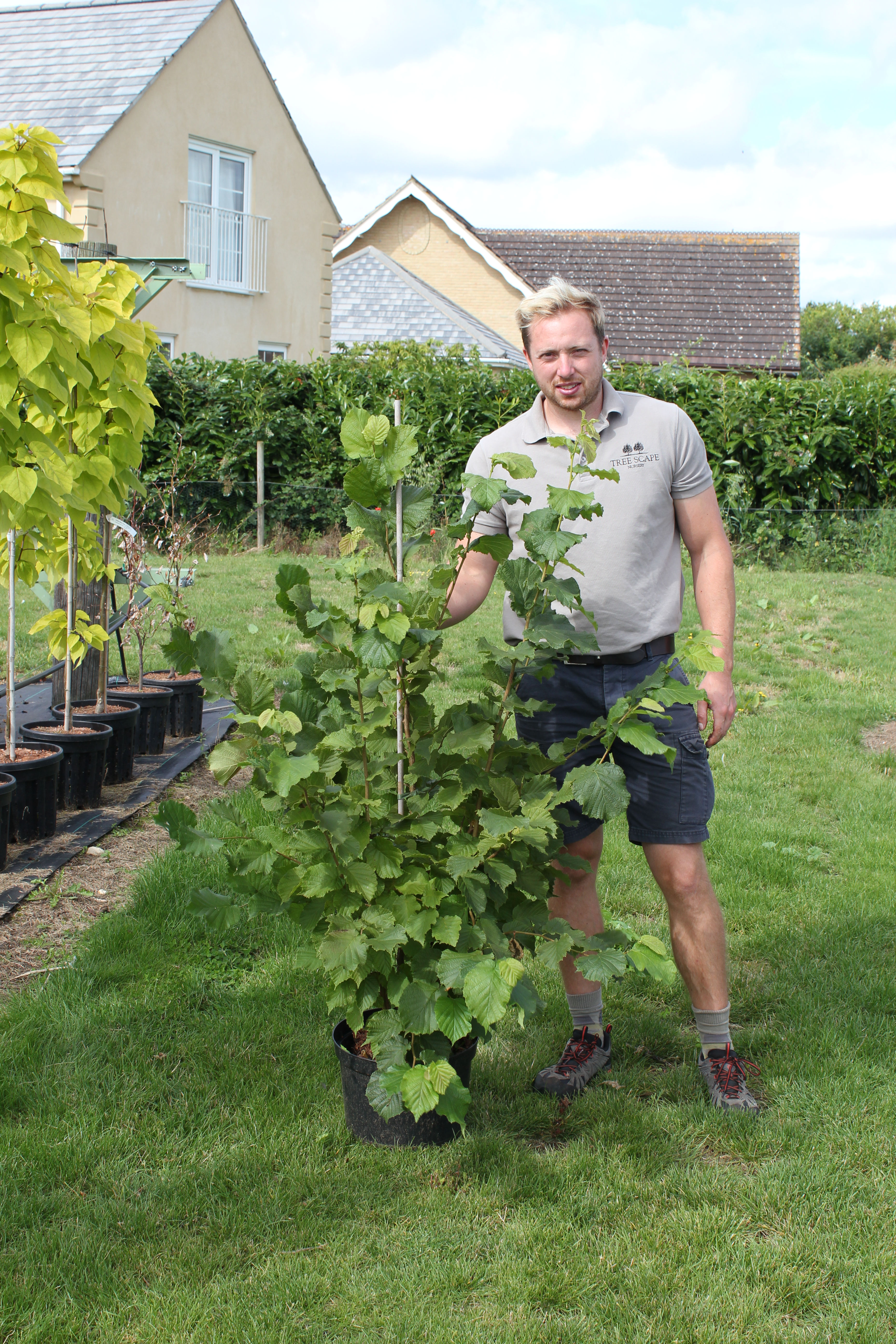 Corylus avellana - Common Hazel