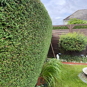 Heckenschnitt Hannover