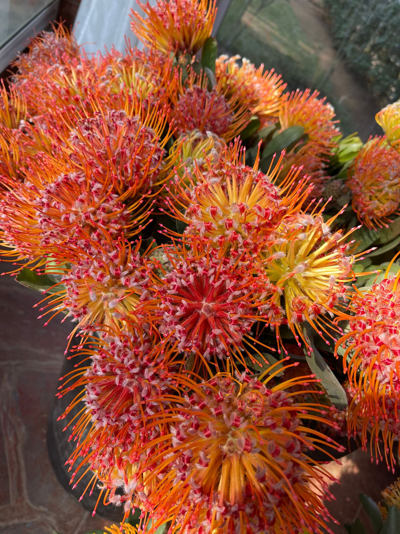 Pincushion Protea: Naomi (incl. 10)