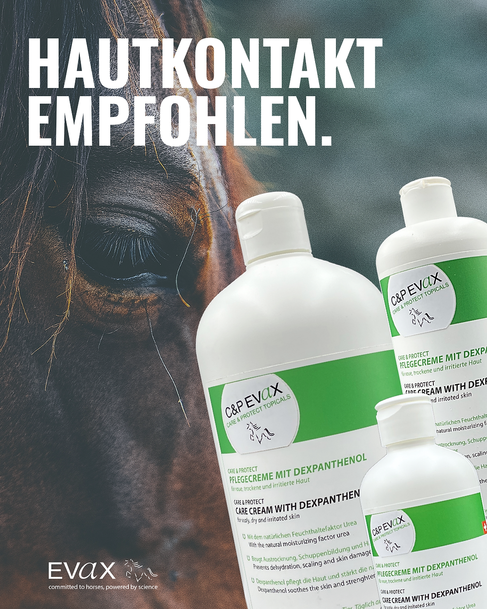 Print-Materialien für EVAX – Plakate, Flyer und Werbemittel, gestaltet und umgesetzt von Easy Ending.