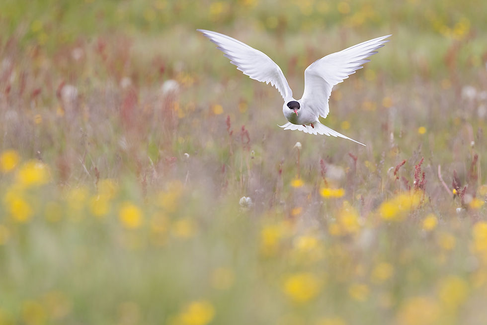 Arctic tern