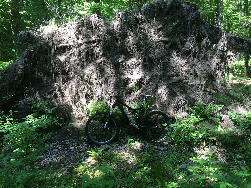 Oakley Corners Fallen Tree