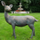 Thumbnail: Antiqued Style Standing Deer - Garden / House Figurine