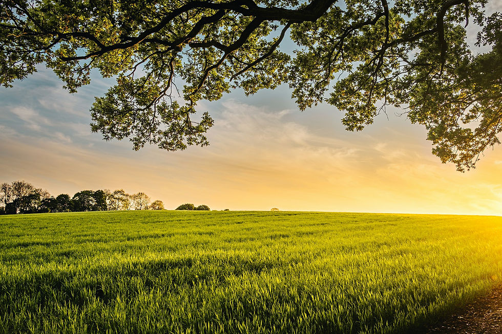 a sunny green field