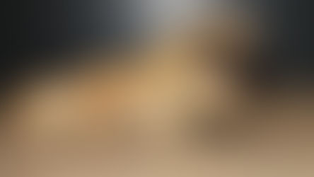 Naissance: Nala et Filou