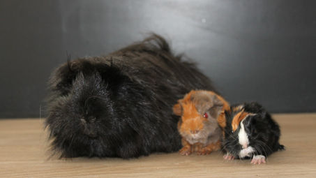 Naissance Jade et Loki