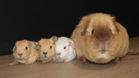 Naissance Caline et Spartacus