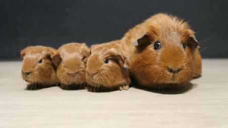 Naissances: Mars et Avril 2026