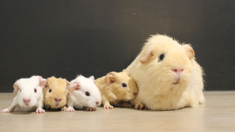 Naissance: Laly et Filou