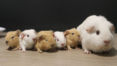 Naissance: Alaska et Spartacus