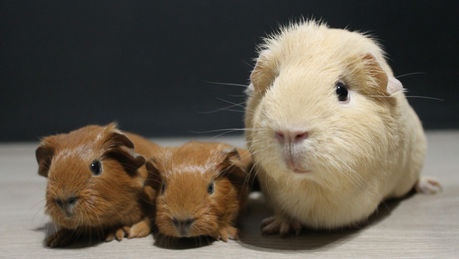 Naissance: Sahara et Paco - 14 septembre 2022