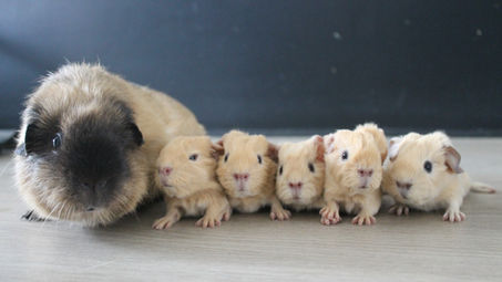 Naissance: Nala et Rodin