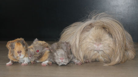 Naissance: Oasis et Loki