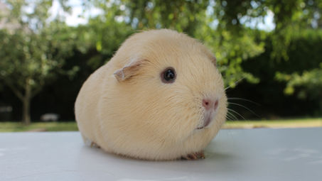 Couple: Nov. et Déc. 2023 - Naissance: Janv. à Mars 2024