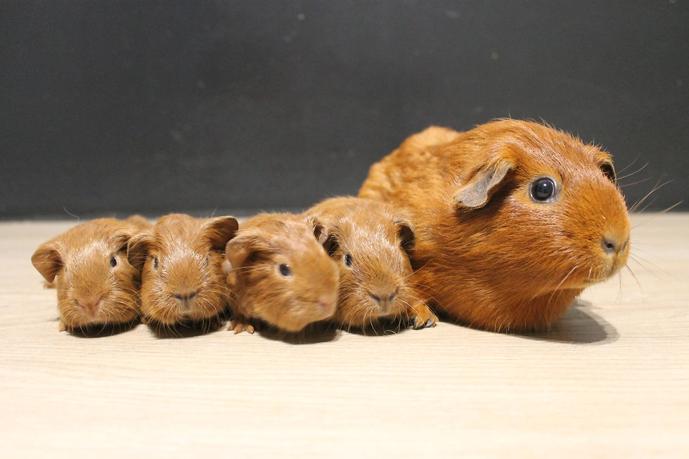 Umbrella et Uniqlo - 13 septembre 2025 - A25053 A25054 A25055 A25056.JPG