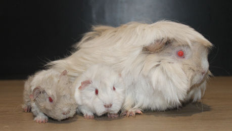 Naissance: Tyché et Radjah