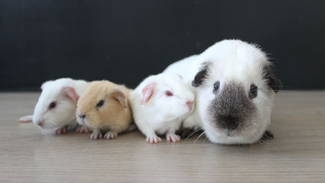 Naissances: Juin 2025