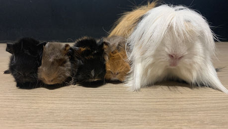 Naissance: Chloris et Rainbow