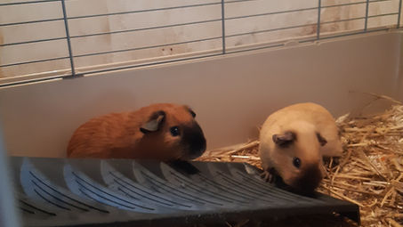 Boubou #329 et Rodéo #322