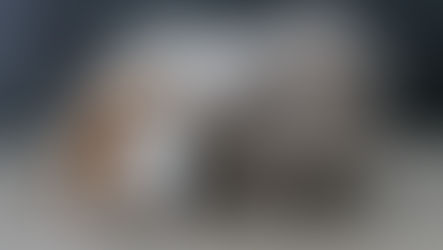 Naissance: Athéna et Honorian