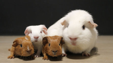 Naissance: Alaska et Ramsès