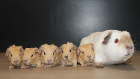 Naissance: Alabama et Rodéo