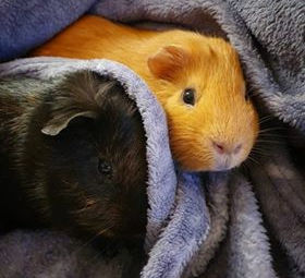 Maroilles et Brutus #98 #99