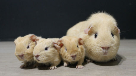 Naissance: Sahara et Rodin