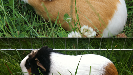 La MDC fête ses 10 ans.