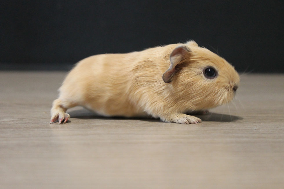 Aloé de la MaisonDuCobaye (A25069) (1).JPG