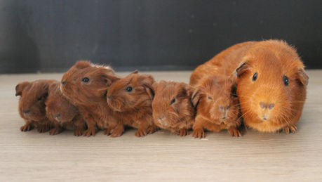 Naissance: Rashne et Paco