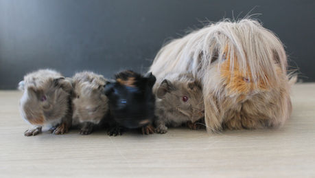 Naissance : Scylla et Helios - 28 septembre 2022