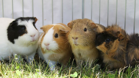 Les vacances se préparent maintenant ! 